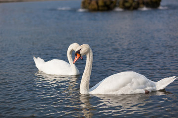 Obraz premium couple de cygne