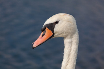 Fototapeta premium détail de tête de cygne