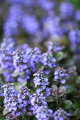 Obraz premium Spring blooming flowers