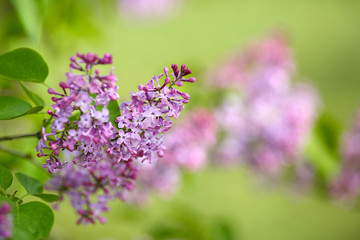 Spring lilac on a green background