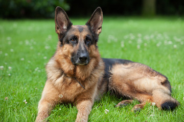 berger allemand