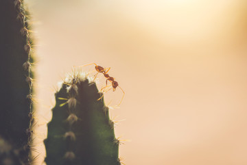 Red ant on cactus  with vintage style picture