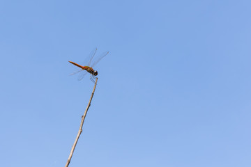 Dragonfly on dried tree branch