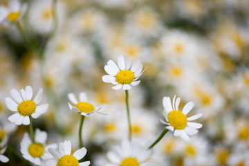 Fototapeta premium camomile flowers