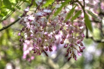藤の花