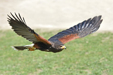 Harris hawk (Parabuteo unicinctus)