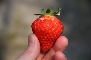 Fototapeta premium イチゴ