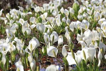 Obraz premium 水芭蕉