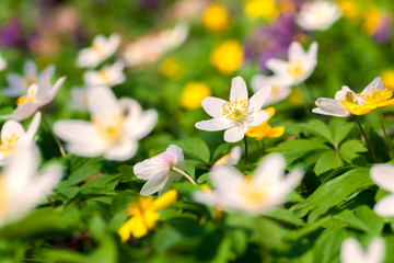 Blooming anemone flowers in the spring forest.