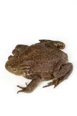 Common toad, bufo bufo, isolated