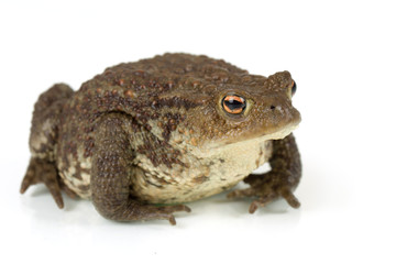 Common toad, bufo bufo, isolated