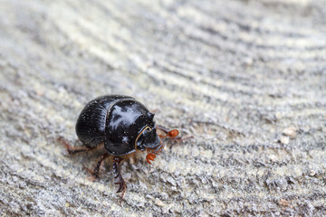 Escarabajo estercolero. Insecto.
