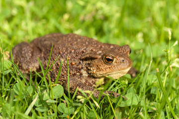 Fototapeta premium European common toad, bufo bufo outdoor