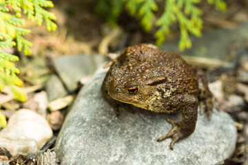 European common toad, bufo bufo outdoor