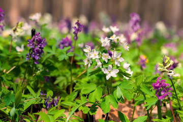 Blooming anemone flowers in the spring forest.
