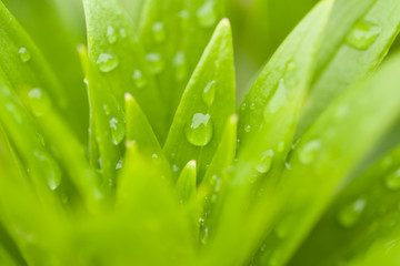 water drops on green plant leaf