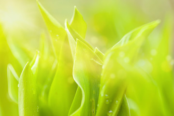 water drops on green plant leaf spring natural