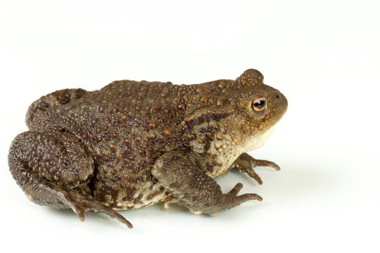 Common toad, bufo bufo, isolated