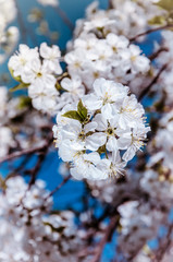 Flowers of the cherry blossoms