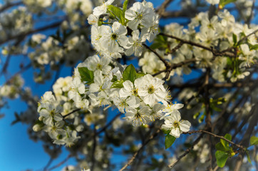 Flowers of the cherry blossoms