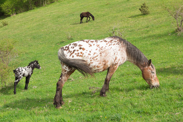 Fototapeta premium Cavalli appaloosa al pascolo
