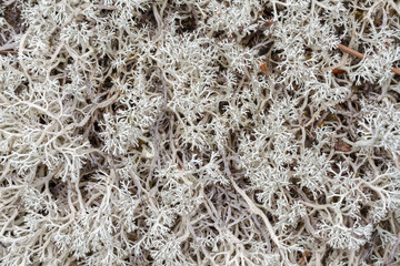 Líquenes en bosque de pinos.
