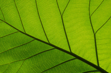 Pattern of green leaves