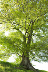 新緑のムクノキ