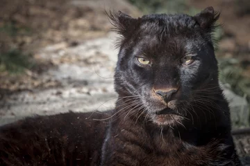 Foto auf Acrylglas Panther schwarzer Panther
