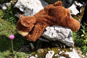 Teddybär und eine Bergblume