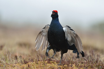 Black grouse calling in misty bog
