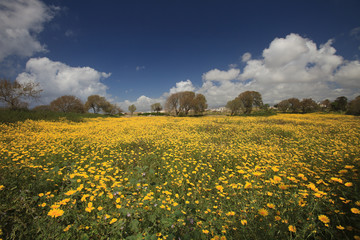 Yellow field of spring flowers against a blue sky.