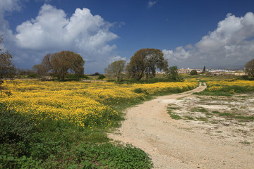 Country road through flowering yellow spring field
