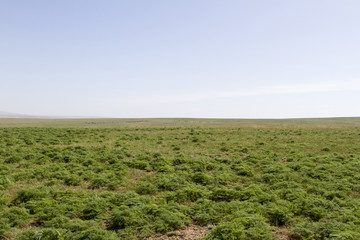 spring steppe