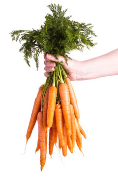 Hand holding Bunch of Carrots