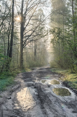 country road in forest after rain