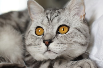 Marble british cat with wide opened eyes