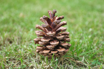 Pine cone on green grass
