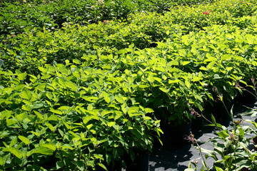 Hydrangea paniculata in a garden center