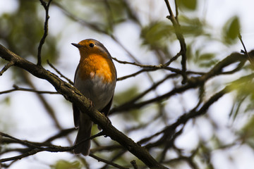 Rotkehlchen -Robin auf einem Ast sitzend