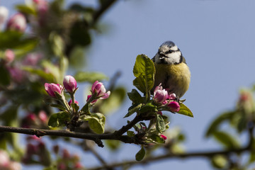 Kleine Blaumeise auf Ast mit Apfelblüten sitzend