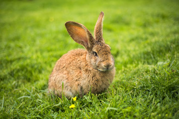 Rabbit on grass. Animal composition