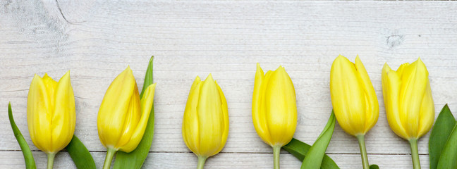 A row of tulips on white wooden background