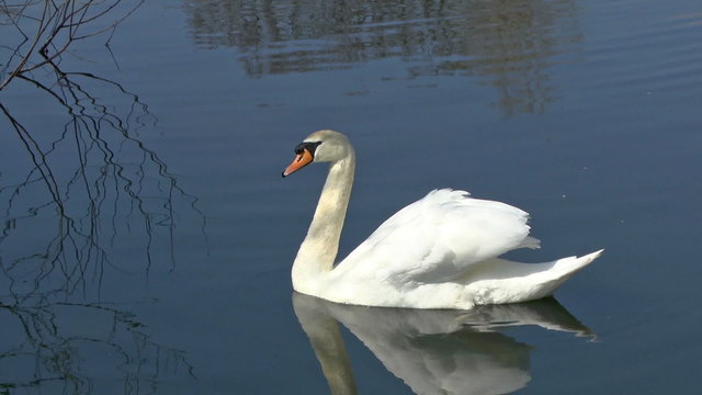 A graceful Swan swimming on a lake in a bird sanctuary