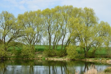 Naturlandschaft mit Teich im Frühling