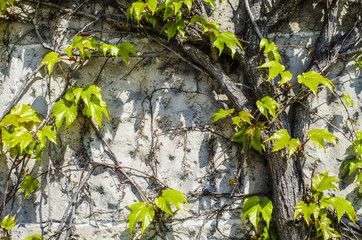 Vine wall background