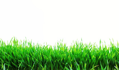Obraz premium green grass on a white background.