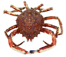 Seespinne