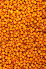 sea-buckthorn