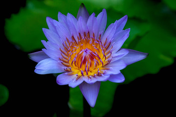 Purple Lotus